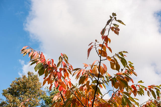 Autumn leaves image by Moomusician (via Shutterstock).