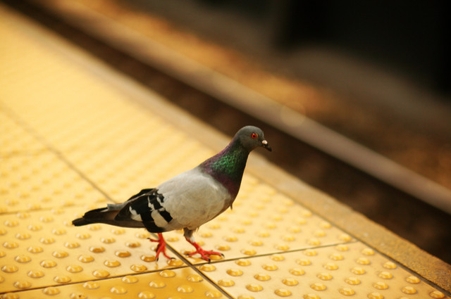 Pigeon fare dodger image by Robert MacMillan (via Shutterstock).